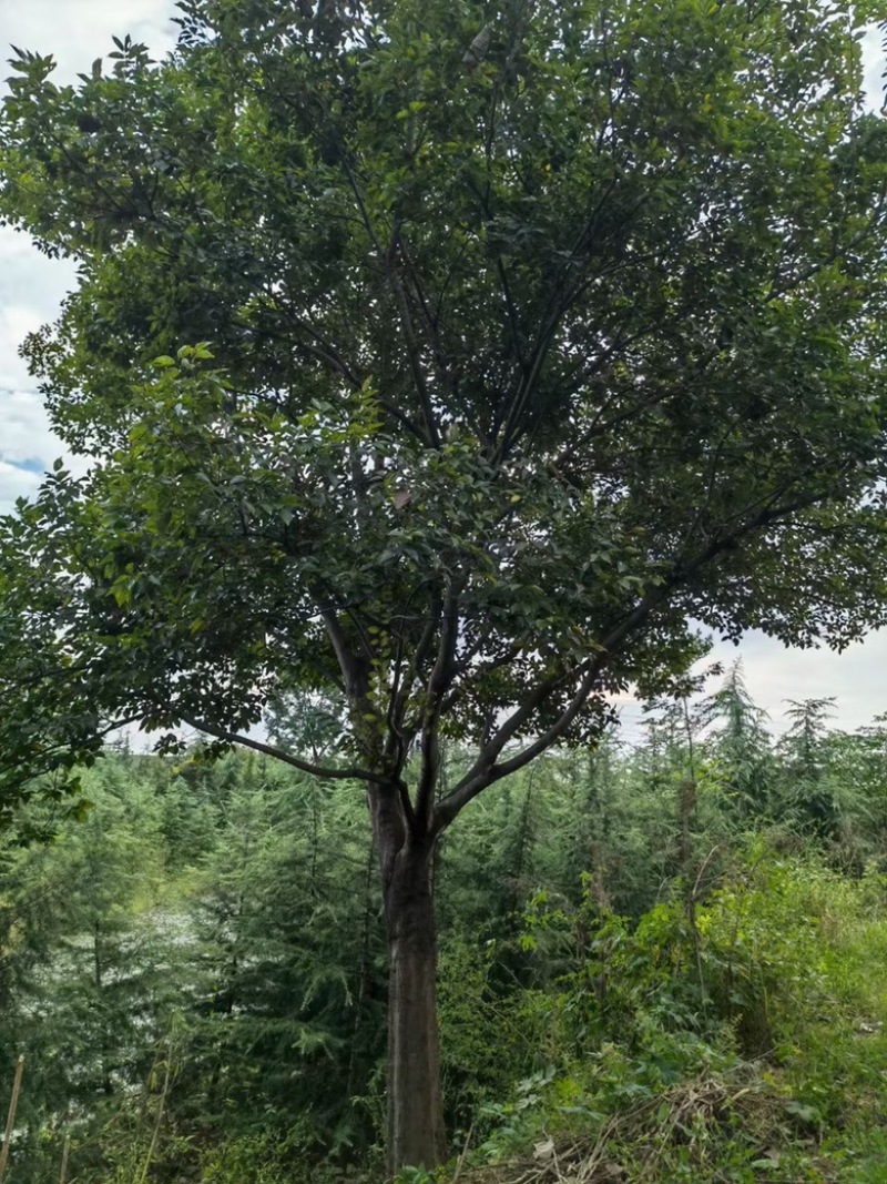 朴树南京朴树基地单杆朴树丛生朴树朴树价格