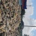 博海基地养殖南瓜包上车二毛五
