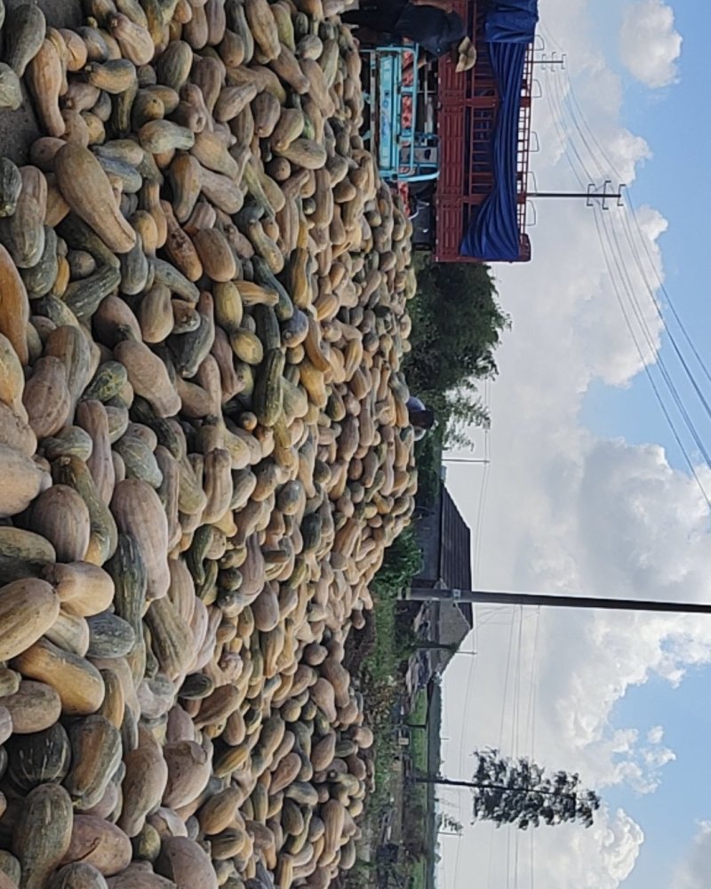博海基地养殖南瓜包上车二毛五