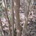 丛生乌桕江西从生乌柏产地直销大量供应