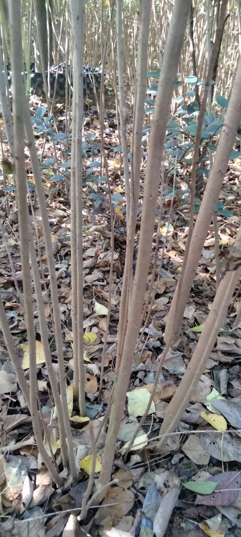 丛生乌桕江西从生乌柏产地直销大量供应