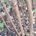 丛生乌桕江西从生乌柏产地直销大量供应