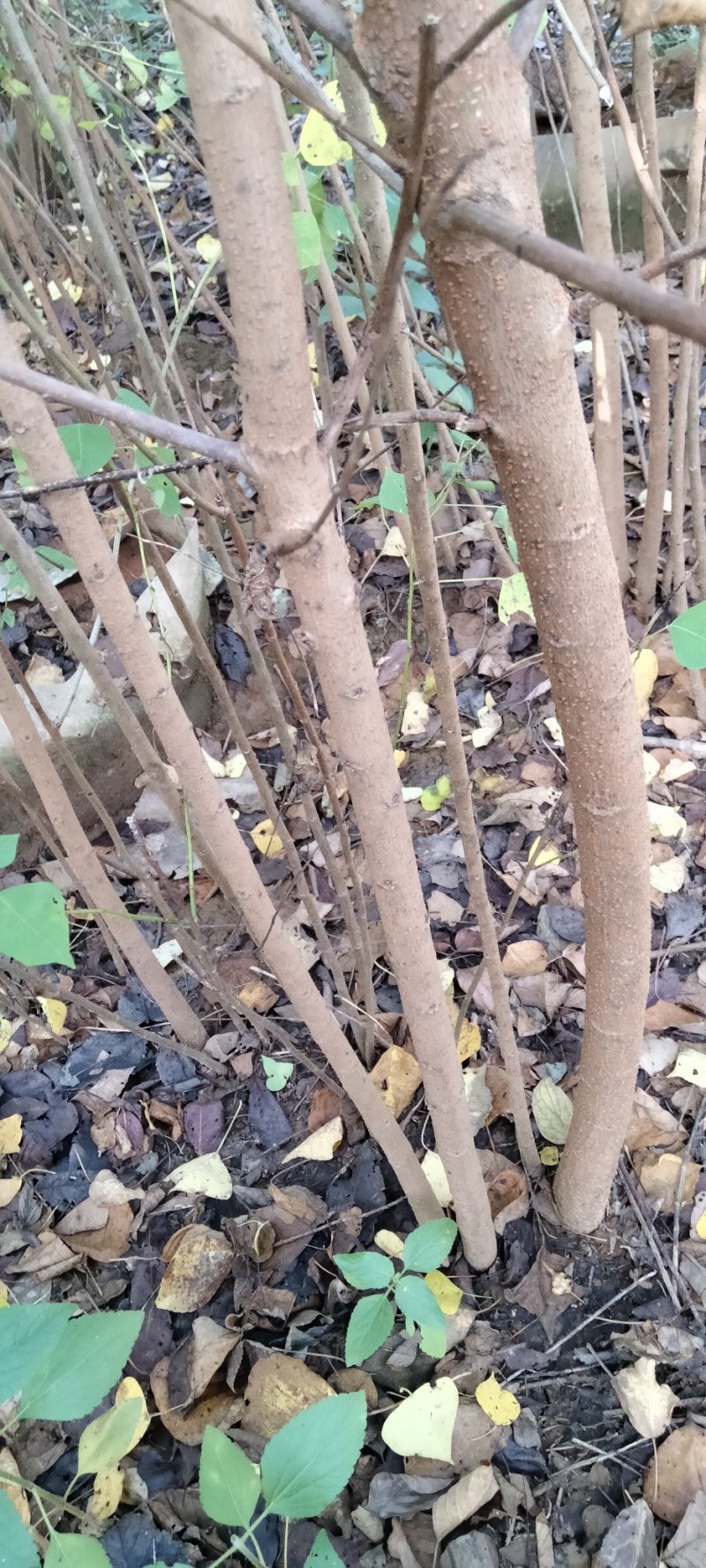 丛生乌桕江西从生乌柏产地直销大量供应