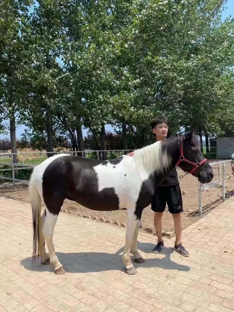 德保矮马宠物马小矮马活马真马骑乘马设特兰小矮马迷你小矮马
