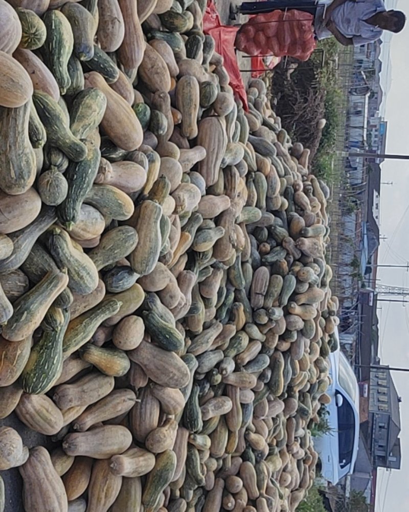 博海基地养殖南瓜包上车二毛五