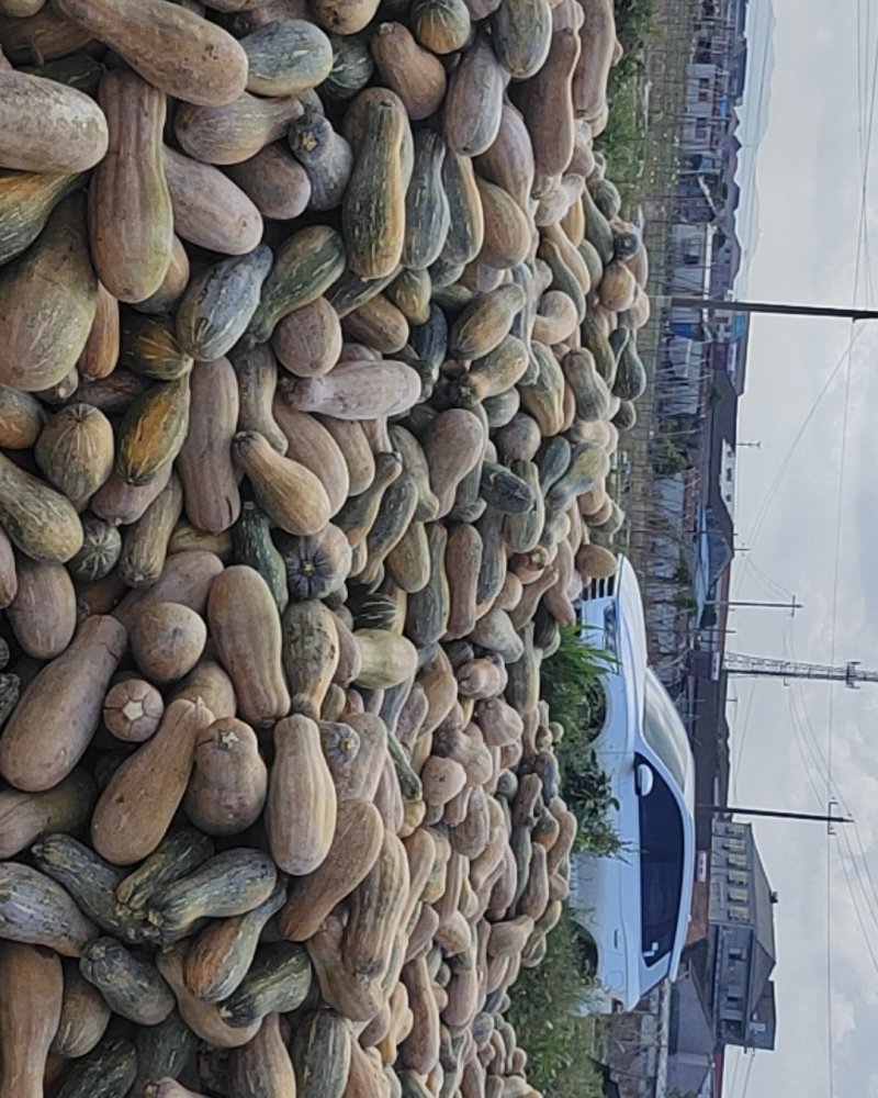 博海基地养殖南瓜包上车二毛五