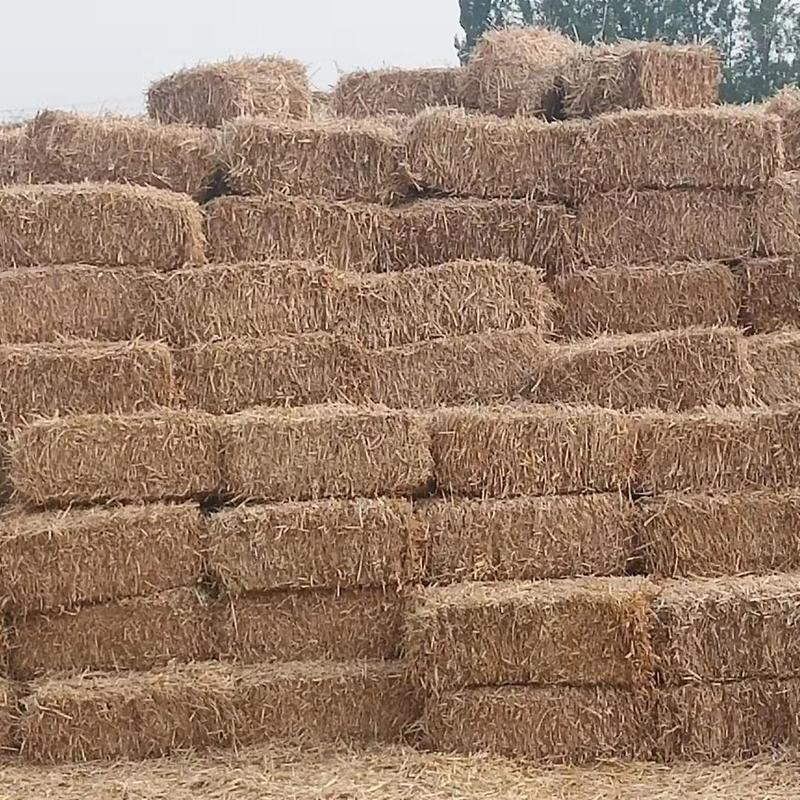 小麦秸秆2022年麦秸杆大量上市基地供应量大从优