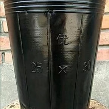 育苗营养杯
