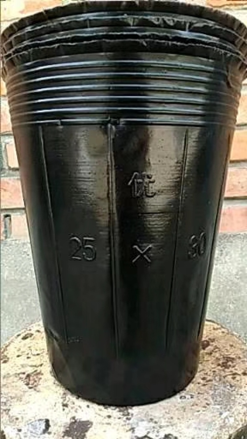 育苗营养杯