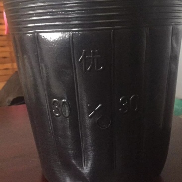 营养杯