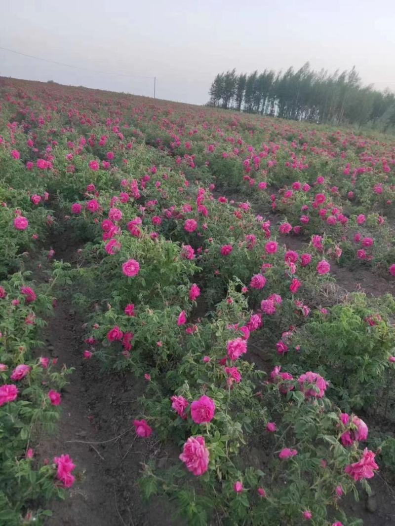 东北绿化苗木多季刺玫冷香玫瑰红刺玫四季玫瑰