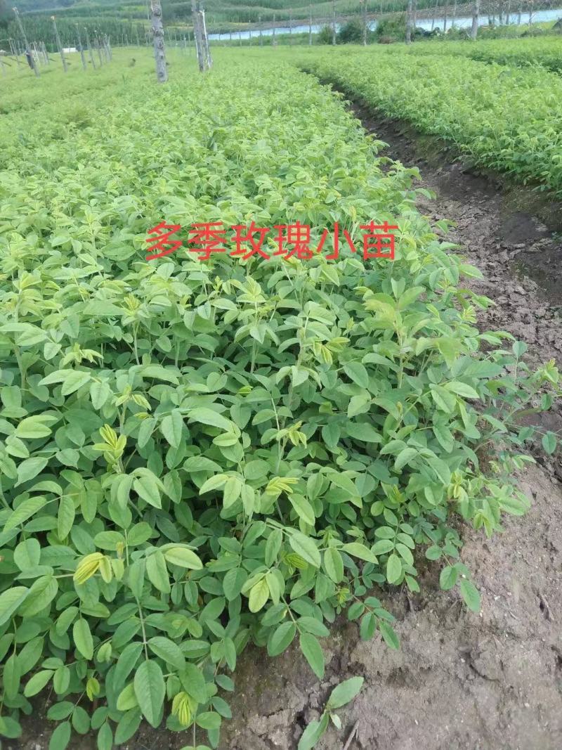 东北绿化苗木多季刺玫冷香玫瑰红刺玫四季玫瑰