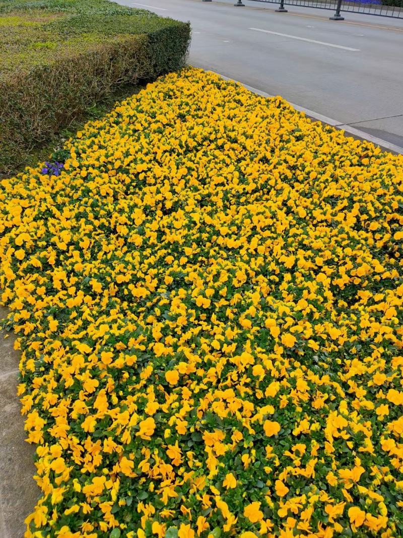 角堇，自家基地，规格齐全，量大从优，保质保量
