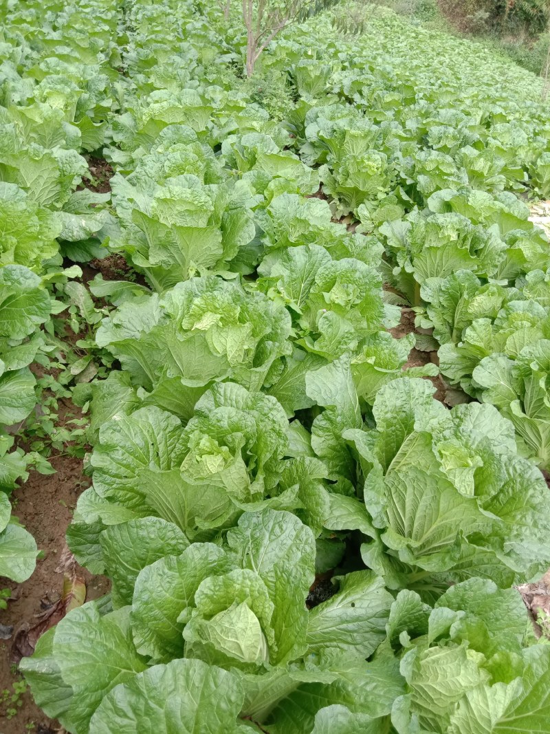 高山白菜大量上市，产地直发，代发全国，品质保证