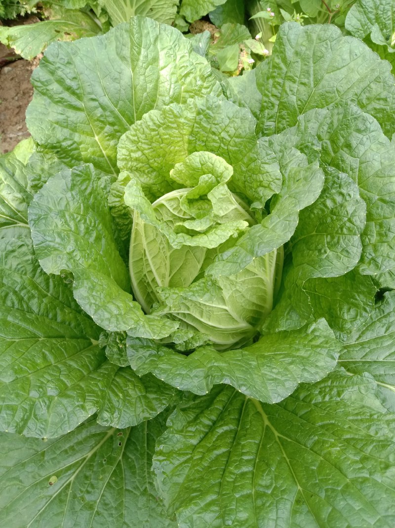 高山白菜大量上市，产地直发，代发全国，品质保证