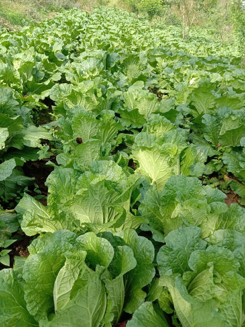 高山白菜大量上市，产地直发，代发全国，品质保证