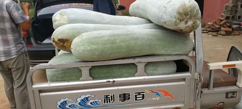 长条粉皮冬瓜冬瓜种子雪铁龙厂家发货品质保证