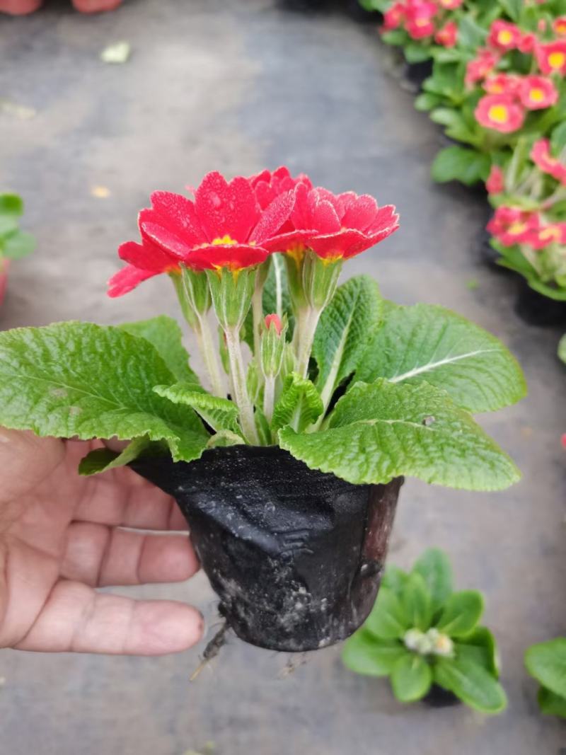 报春花，自家基地，规格齐全，量大从优。保质保量