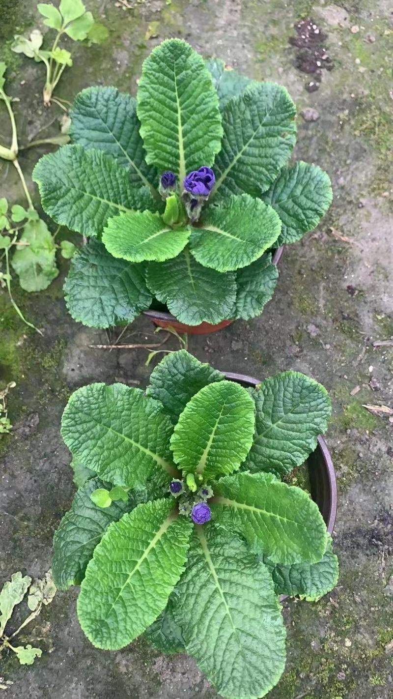 报春花，自家基地，规格齐全，量大从优。保质保量