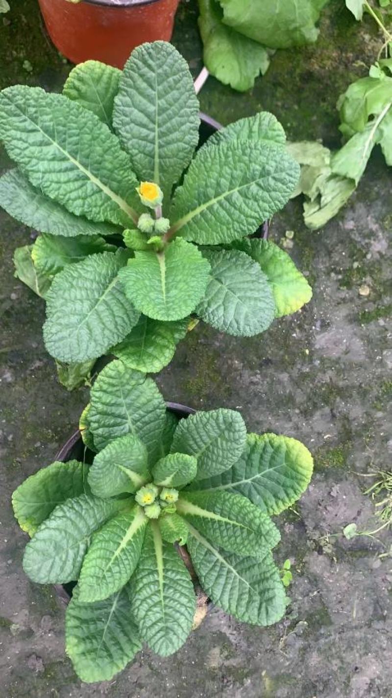 报春花，自家基地，规格齐全，量大从优。保质保量