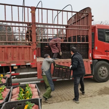 报春花，自家基地，规格齐全，量大从优。保质保量
