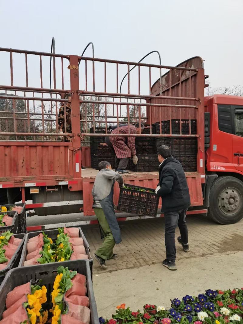 报春花，自家基地，规格齐全，量大从优。保质保量