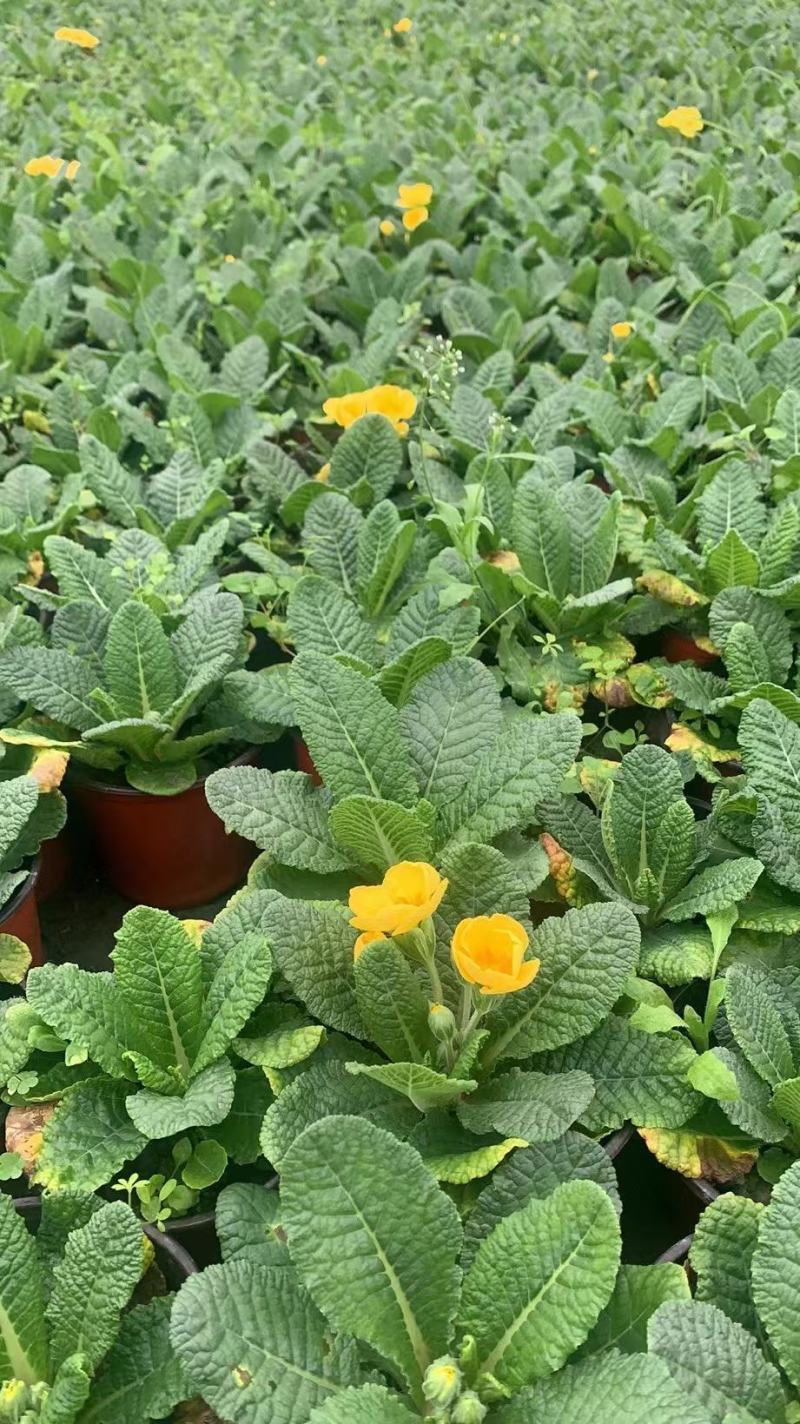 报春花，自家基地，规格齐全，量大从优。保质保量