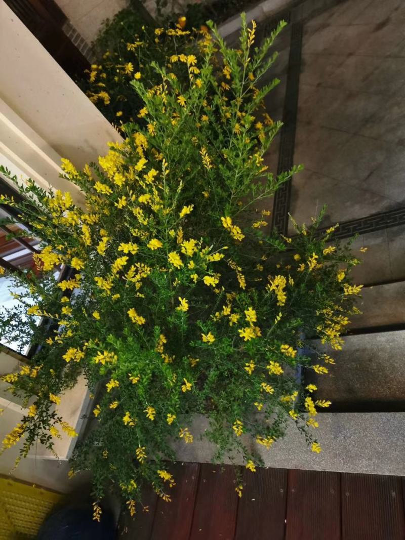 金雀花。规格齐全。量大从优，自家基地，保质保量