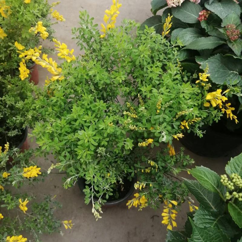 金雀花。规格齐全。量大从优，自家基地，保质保量