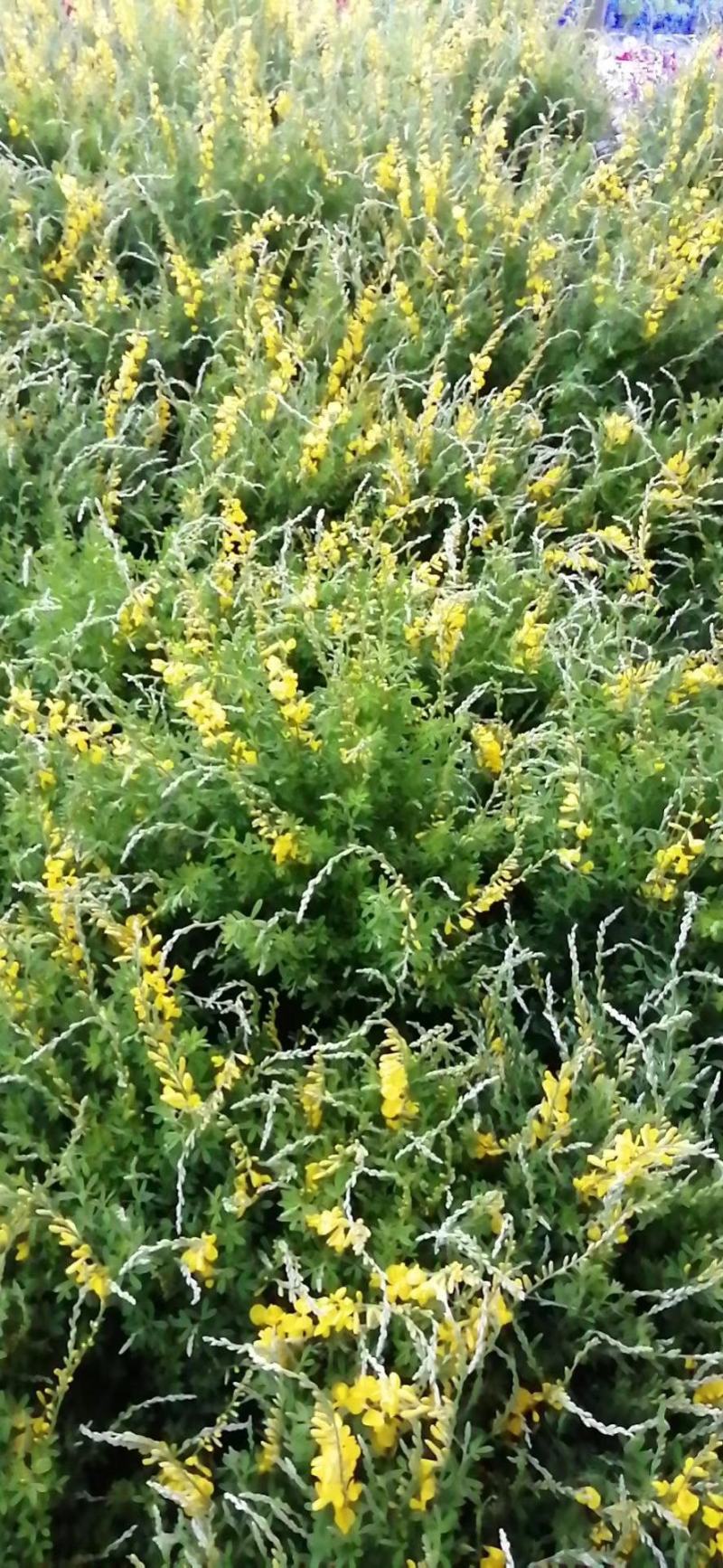 金雀花。规格齐全。量大从优，自家基地，保质保量