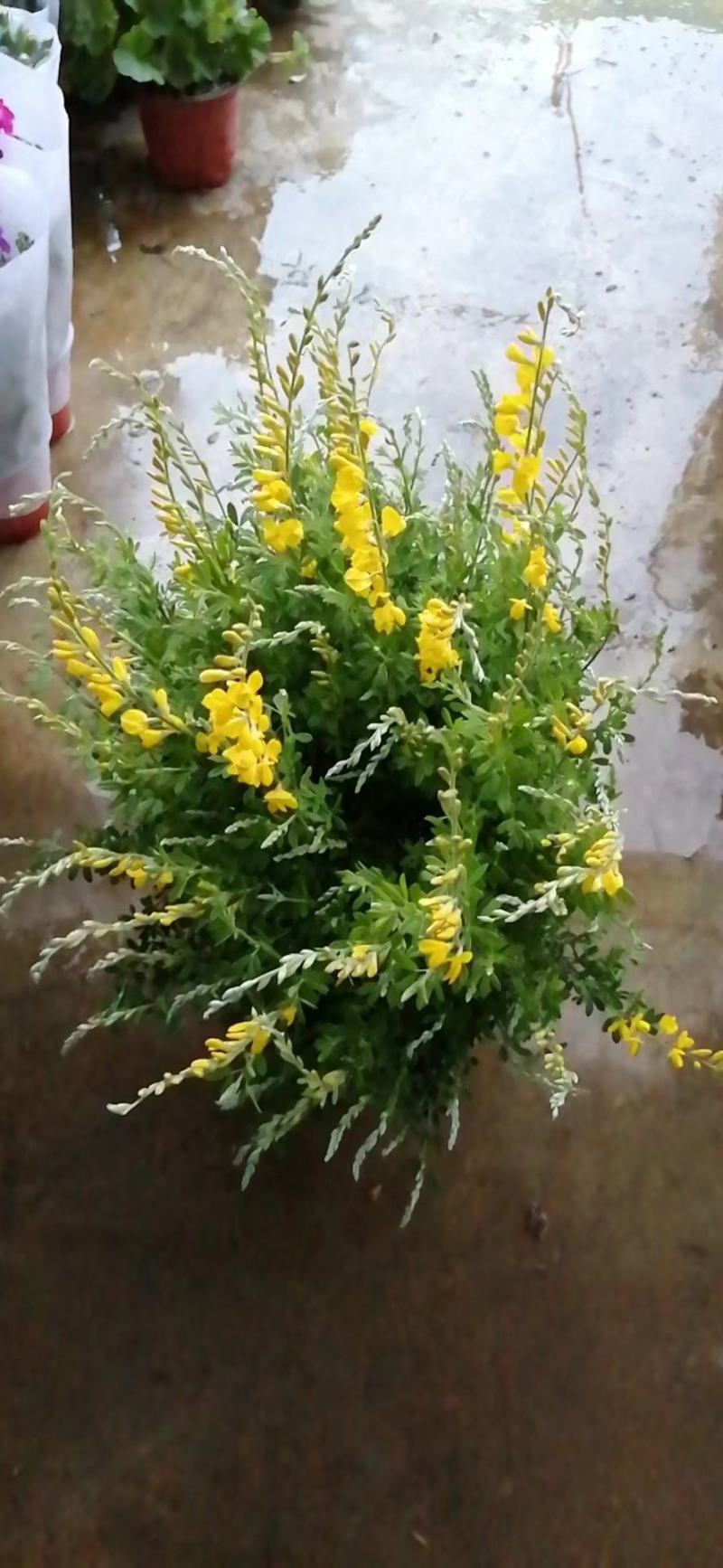 金雀花。规格齐全。量大从优，自家基地，保质保量