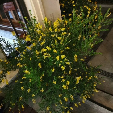 金雀花。规格齐全。量大从优，自家基地，保质保量