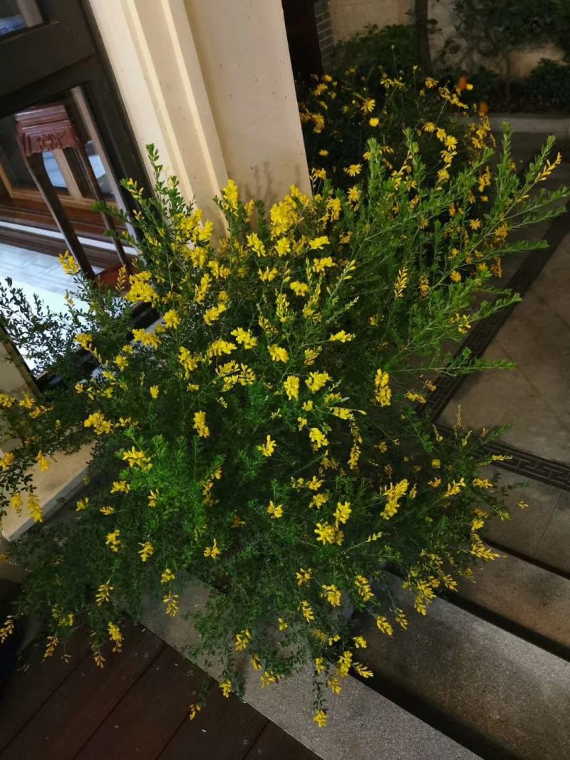 金雀花。规格齐全。量大从优，自家基地，保质保量