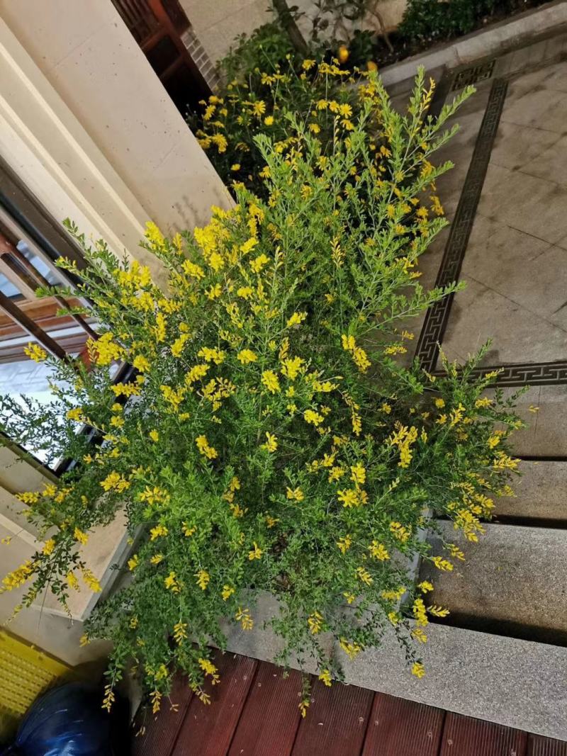 金雀花。规格齐全。量大从优，自家基地，保质保量