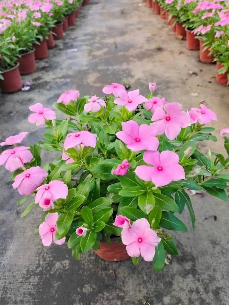 长春花，自家基地，规格齐全，量大从优，保质保量