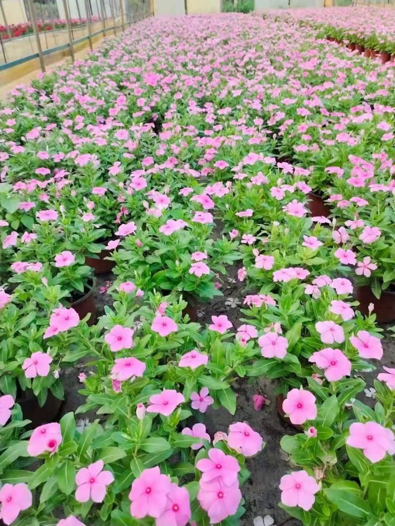长春花，自家基地，规格齐全，量大从优，保质保量