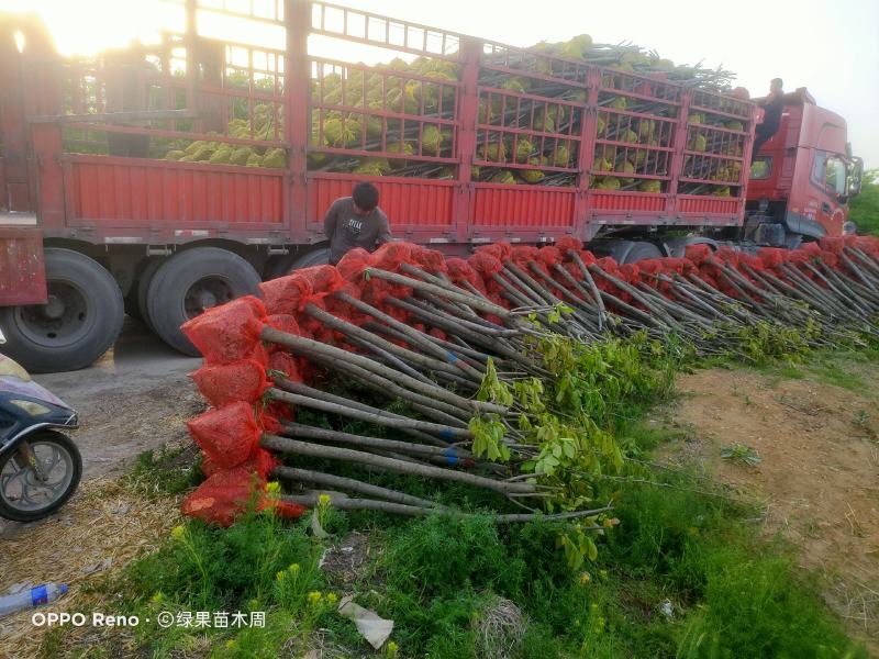 柿子树甜柿子树柿树规格齐全1-6公分8-10公分