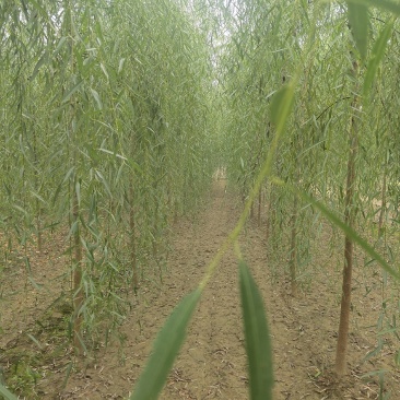 垂柳,河北垂柳,垂柳基地直销,规格齐全,货源充足!