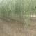 垂柳,河北垂柳,垂柳基地直销,规格齐全,货源充足!