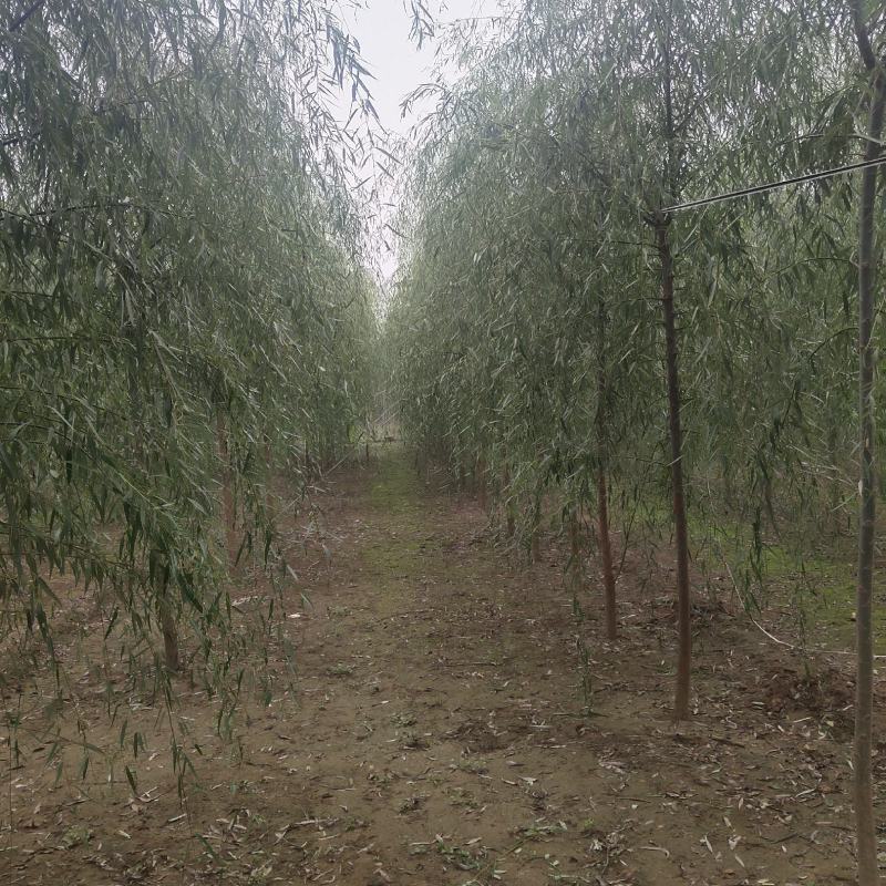垂柳，河北垂柳，垂柳基地直销，规格齐全，货源充足！
