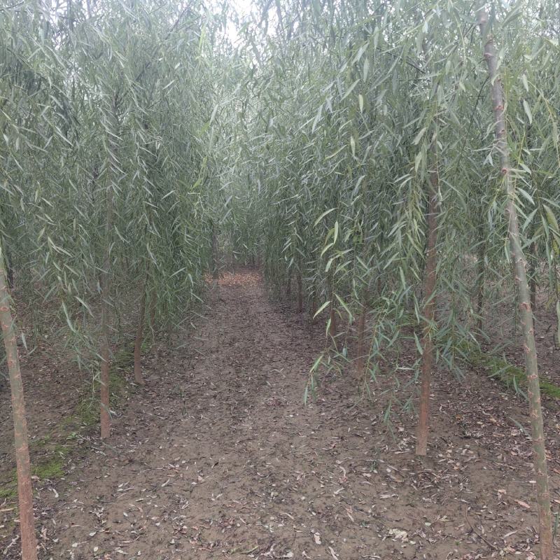 垂柳，河北垂柳，垂柳基地直销，规格齐全，货源充足！