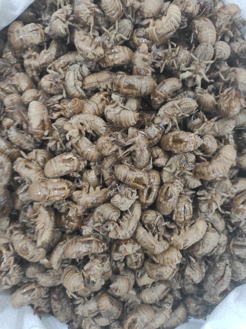 蝉蜕干货干净无杂质常年经营各种中药材