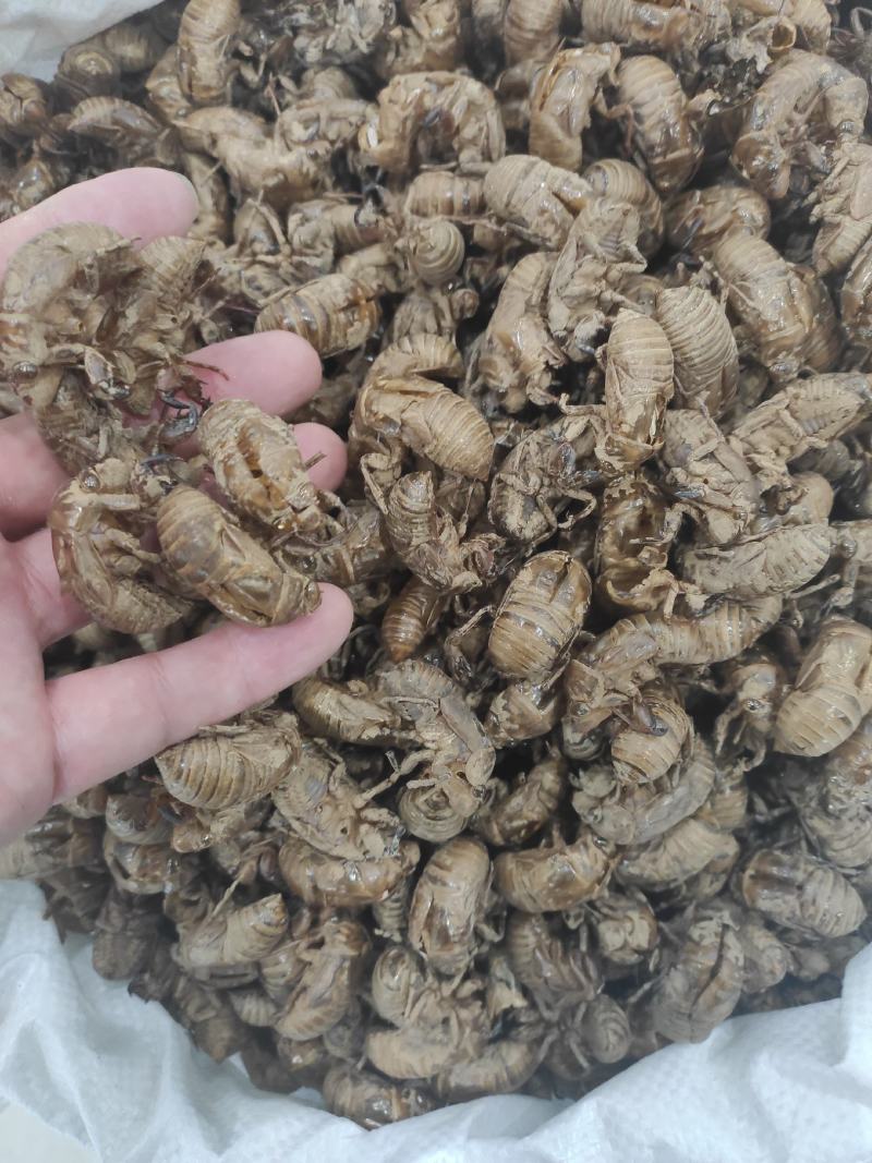 蝉蜕干货干净无杂质常年经营各种中药材