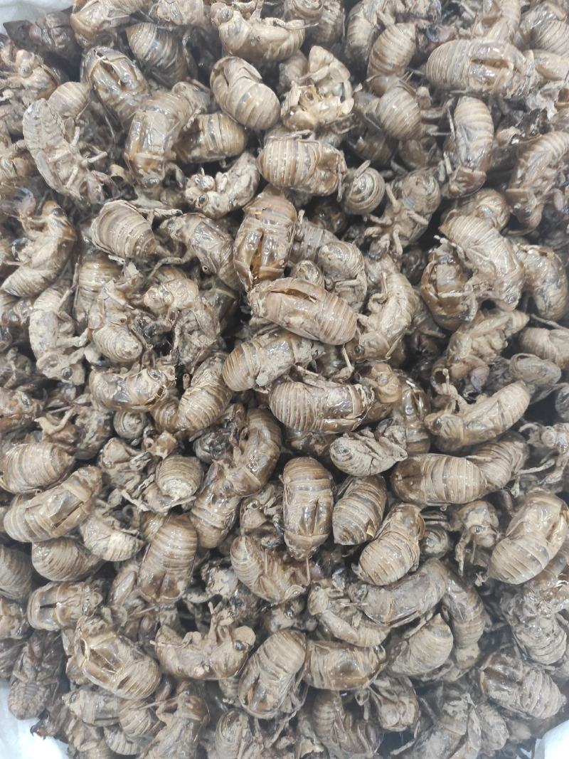 蝉蜕干货干净无杂质常年经营各种中药材