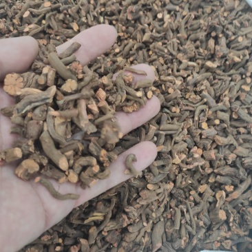 茜草干货各种规格量大从优