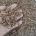 茜草干货各种规格量大从优