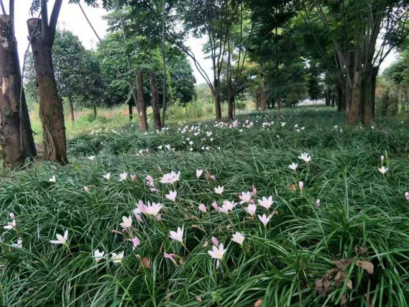葱兰。自家基地，规格齐全，量大从优。保质保量