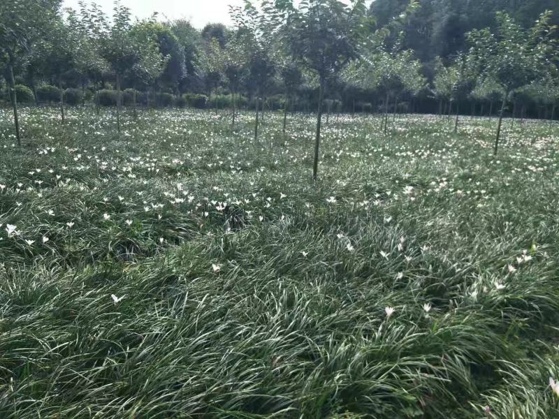 葱兰。自家基地，规格齐全，量大从优。保质保量