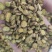 黄芩～无硫黄芩片～量大优惠～1公斤起售～欢迎采购
