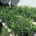 盆栽夹竹桃（乔灌木观赏苗木盆栽夹竹桃）